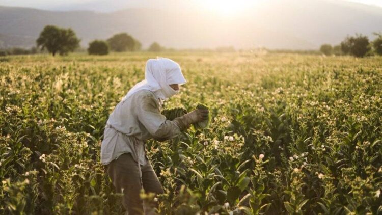 Çukurova’da Tarım İşçileri İsyanda: “Biz Olmasak Hayat Durur”